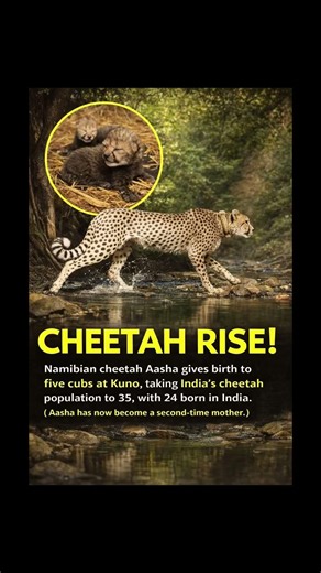 CHEETAH RISE! 🐆🇮🇳 India’s comeback story just got 5 new heroes! #shorts #youtubeshorts