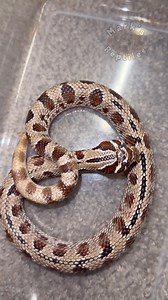 The hiss of a Hognose Snake! This is a defensive behavior. He was in shed during this. He never usually acts defensive even during shed. Maybe this is his way of showing that I took too long to get him out of the container while cleaning his enclosure. Hognose will mock strike, as you saw. The most amazing thing about them, is that they can even play dead! Rolling around, flipping upside down, with mouth open and tongue sticking out! #hognosesnake #hognose #snake #hiss #cute | Mark’s Reptiles