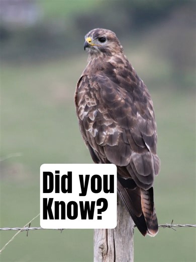 Did you know these Buzzard Facts? #UKNature #ukwildlife #britishwildlife #wildlife #nature | A Shot Of Wildlife
