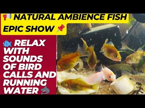 Farm Synergy TV Ultimate Live Fish Cam Experience