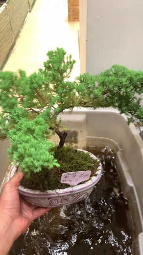 Watering Tips for Juniper Bonsai Trees