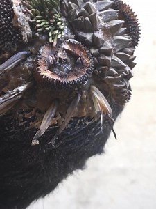 Dandruff here satisfying removal #DandruffScratching #ItchyDryScalp #HugeFlakes #Dandruff #dandrufftreatment #satisfying #dandruffremoval #fblifestyle Disclaimer: Videos do not show original Dandruff,they are used for education purpose. Thank You,,, | Hit's