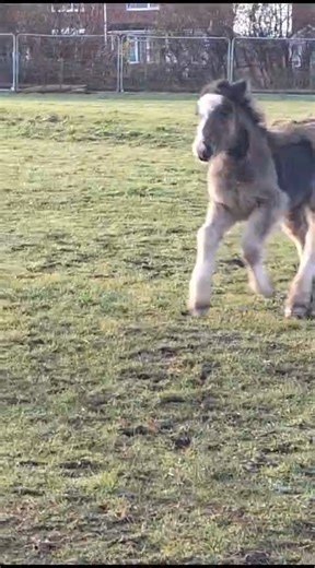 7.1K views · 181 reactions | Brand new foal explores the field <3 | Horse Grapevine | Facebook