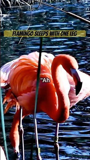 Why Do Flamingos Sleep on One Leg?#facts#animalfacts #animalknowledge#nature#animals#funfacts