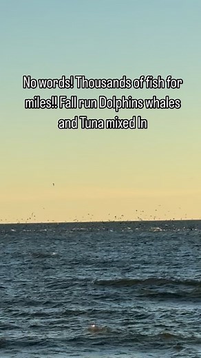 14 reactions | Come down for guidance and see some National Geographic migration patterns @magnolia_pier_lb @magnolia_pier_lb #fallrun | Jb Kula | Facebook