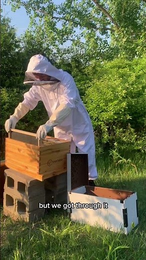 Installing a 5 frame nuc of bees! #beekeeping #nucinstall #beginnerbeekeepers #bees #honeybees