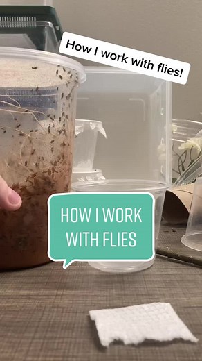 Effective Methods for Catching Fruit Flies