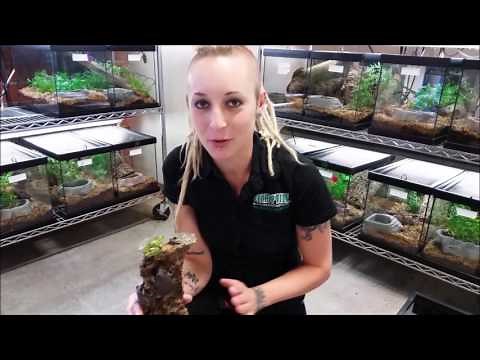 Barking Tree Frogs at LLLReptile