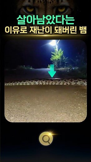 A Python That Became a Disaster Just for Surviving