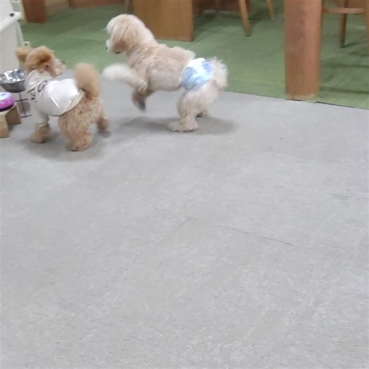 🐾 2026/01/16 🐾 🎓 犬の幼稚園 Buddy Dog 🎓 てんくんとハルくんの動画🎥 いつもは慎重派のハルくん、 今日は元気いっぱいのてんくんに果敢にチャレンジ🐾✨ 距離を取りながらも一歩ずつ近づいて、 気づけば追いかけっこに発展する場面も😆 小さな勇気が大きな成長に変わる瞬間、 今日もBuddyDogらしい、ほっこりシーンが生まれました🎓🐶 #犬の幼稚園 #BuddyDog #てんくんとハルくん #チャレンジ中 #成長の瞬間 #おともだち時間 #犬の社会化 #動画記録 | 犬の幼稚園 Buddy Dog