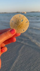 3K views · 65 reactions | Some nice finds on this sunset shelling trip in southwest Florida☀️ | Let's Go Shelling | Facebook