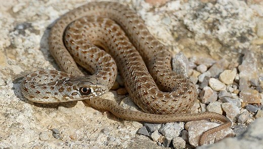 Different Snake Scale Types