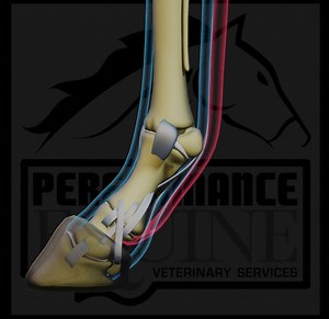 Did you know 樂 The fetlock is often referred to as the "ankle" of the horse, located between the cannon bone and the pastern. It plays a critical role in shock absorption, flexing, and extending during movement to help cushion the impact on the horse’s legs. . . . #fetlock #equinesportsmedicine #equineveterinarian #horsevets #ocalavet #equineexam #performanceequineveterinaryservices | Performance Equine Veterinary Services | Facebook