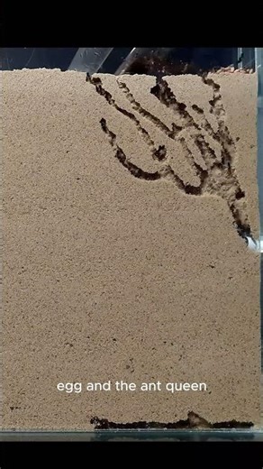 THIS Is How Ants Build Their Nests! INSANE!