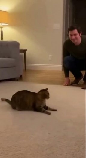 Lazy Cat Lets Rats Roam Free! #funnypets #catandrats