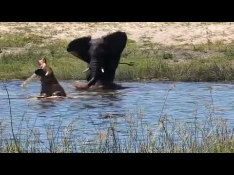 elephant attack hippo in the waterhole to get off their territory video