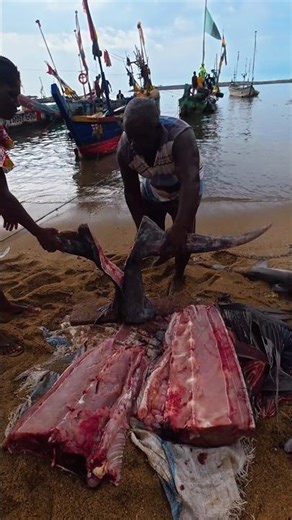 Giant Marlin to Fillet