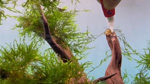 Aquarium Glue, Quick-Drying Safe Coral and Aquatic Plant Glue for Stones, Shells, and Aquascaping,3 Piece