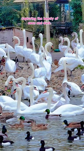 Swan beauty and duck #fyp #reels #viral #nature #beauty #Amazing #swan #duck #farmersmarket #happysaturday #ShopSmall #bikini | Joyce Schofield