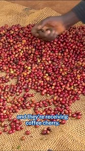 There's a process to picking and sorting coffee in Kenyan cooperatives, but it involves time and labor on the farmer's end. Learn more about Kenyan coffee practices, including processing, at the link below. 🌱 https://library.sweetmarias.com/kenya-coffee-practices-processing-quality/ #sweetmarias #greencoffee #kenyacoffee #specialtycoffee #singleorigincoffee | Sweet Maria's Coffee