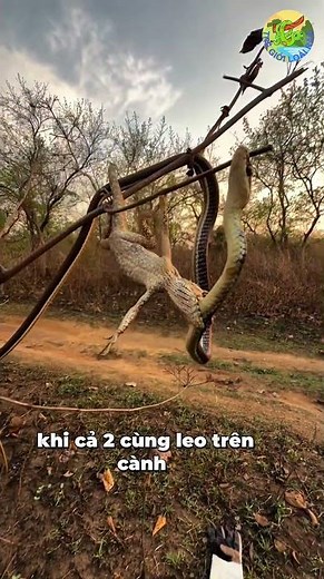 Gecko clings tightly and refuses to let go, causing the snake to panic 🐍🦎