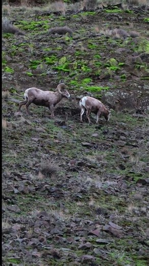 Bighorn sheep in Oregon