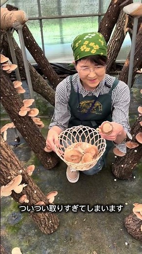 【伊賀の里モクモク手づくりファームの隠れた逸品！肉厚ジューシーな「原木椎茸」の摘み取り体験🍄🍂】