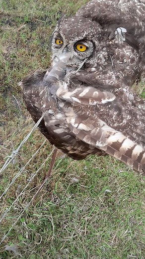 Owl Behavior in Natural Habitat: Fascinating Footage