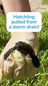New patient ALERT 🚨🚑🐢! This tiny loggerhead hatchling was rescued from a storm drain this morning in the Florida Keys. Thanks to a collaborative effort with The Turtle Hospital team, @saveaturtleflkeys, @mcsoflkeys , and caring local residents, this little one was rescued and admitted to The Turtle Hospital for care. Reminder to keep your lights out at night if you live, rent, or visit the coastal area during sea turtle nesting season. Momma and baby turtles follow the natural light of the ni