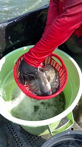 LAS MOJARRITAS TE ESTÁN ESPERANDO 🐟🐟 $80 el kilo Mojarra viva! Ubucacion: Ranchería río viejo 1ra. secc., entrada la mandarina, callejón el Chepe. | Granja de peces Nap' Ta' Buch