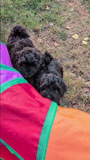 Our playful Havapoo puppies ❤️ #havapoo #havapoopuppy #welpen