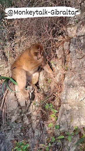 Plenty of young shoots sprouting everywhere after the first rains for our macaques to forage #letthembewild #letthembe #naturaleza #macaque #rockofgibraltar #visitgibraltar #naturelovers #natural #nature #wtmlondon #WTM2025 | Monkey Talk - Gibraltar