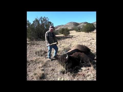 Bison Hunt - Ladder Ranch NM
