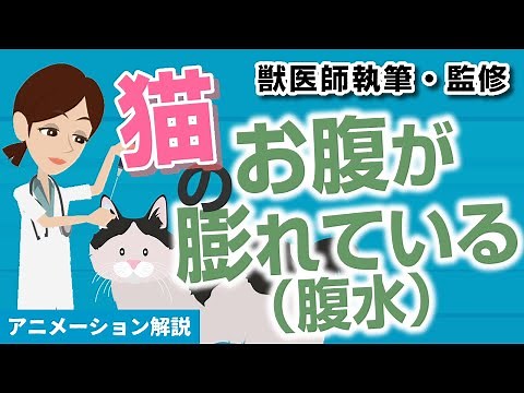 猫の「お腹が膨れている（腹水）」症状ついて【獣医師執筆監修】症状から治療方法まで