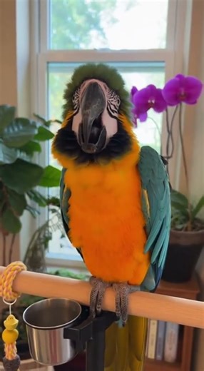 Parrot ROASTS Its Owner and It's SAVAGE 🦜🔥 | Talking Bird Videos