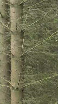 The differences between broadleaf and coniferous woodland - Unit 1 Forest School Portfolio