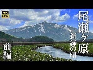 4K映像【尾瀬ヶ原 水芭蕉2021】前編 アヤメ平から見晴まで