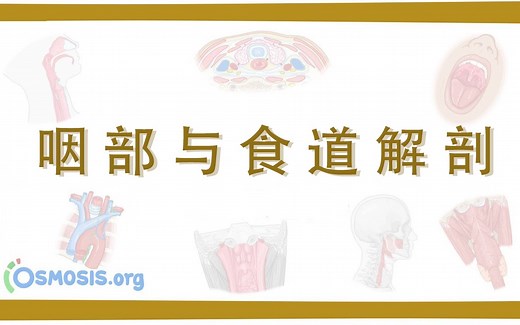 【Osmosis】咽部与食道解剖 Anatomy of the Pharynx and Esophagus（中英字幕）