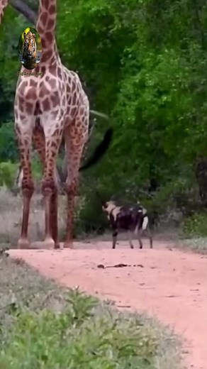 39K views · 104 reactions | What's wild dog doing? They need some kick? #wildanimal #wildlife #nature #animal #animals #wildlifephotography #wildanimals #wild #naturephotography #animalphotography #photography #bird #animallovers #naturelovers #canon #wildnature #animallover #birds #naturelover #squirrel #perfection #captures #wildlifephotographer #shots #world #art #wildlifeplanet #photooftheday #wildlifephoto #love | Wild animal Lover | Facebook