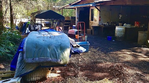 Mason County authorities investigate animal cruelty case involving over 60 animals