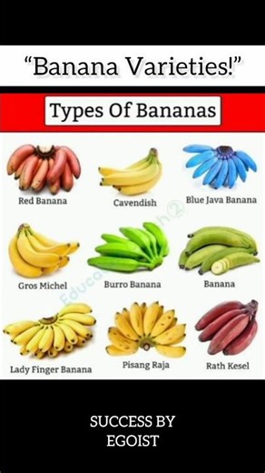 “9 Types of Bananas!”
