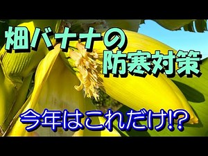 露地植えバナナ冬越し準備 2023