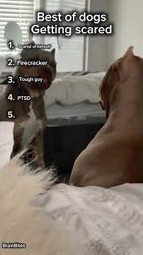 TOP 5 Scared Dog Moments Funny