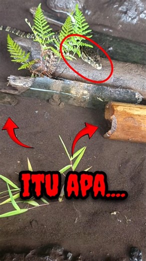 KOK KAYAK.... - IKAN CHANNA #shorts #channa #limbata #viral