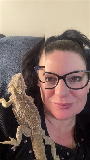 #fyp #beardeddragon #beardiesoftiktok #beardie #foryou