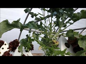 Pyramid Garden Greenhouse Tour