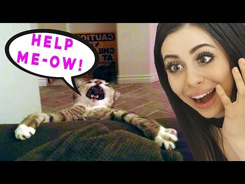 Over Dramatic Cats Who Deserve An Oscar!