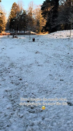 Cocker Spaniel Enjoys Playing in the Snow