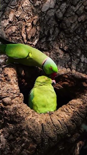 wild with me #birds #wildlife #parrotnoises #nature #photography #parrotparrot #betlanationalpark