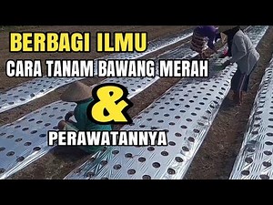 CARA MENANAM BAWANG MERAH DAN PERAWATANNYA